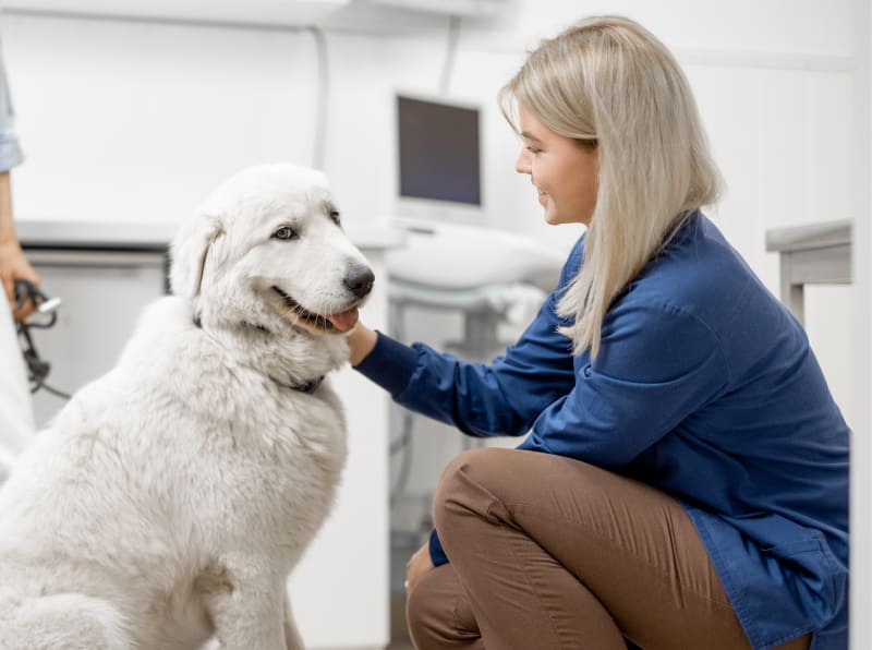 Welcome to Hale Veterinary Clinic